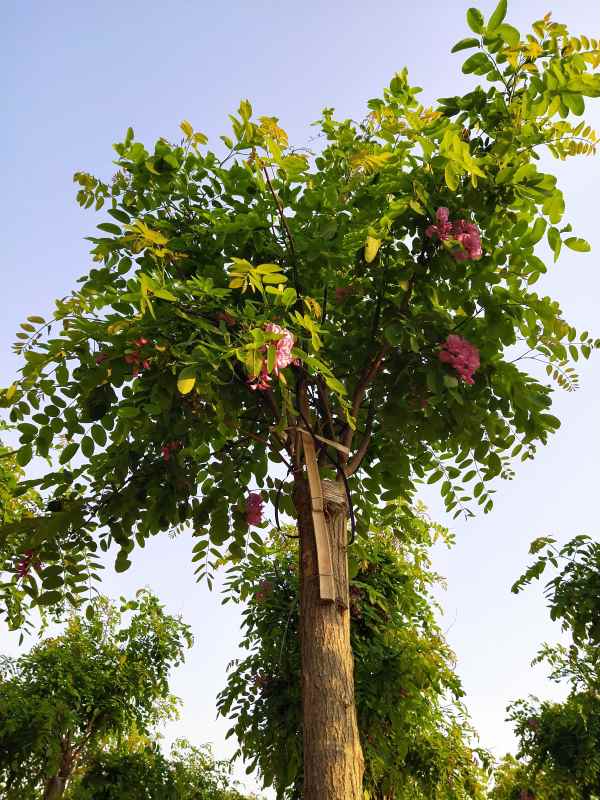 1732857308944143.jpg IMG_20200427_173316.jpg