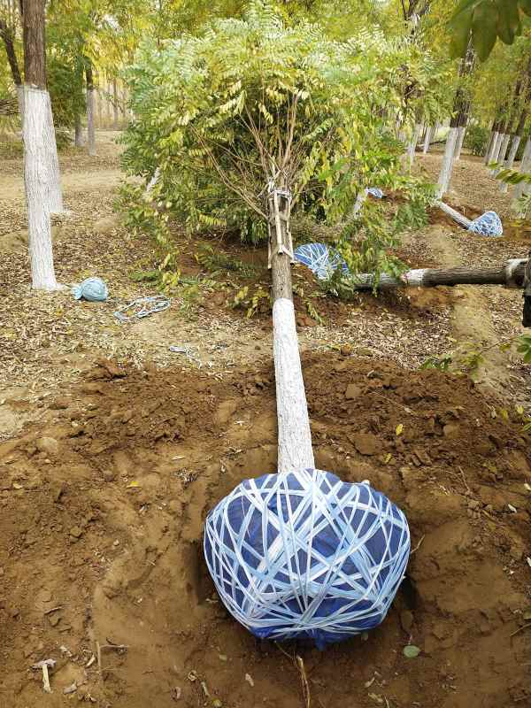 1732857379894674.jpg IMG_20201029_100254.jpg