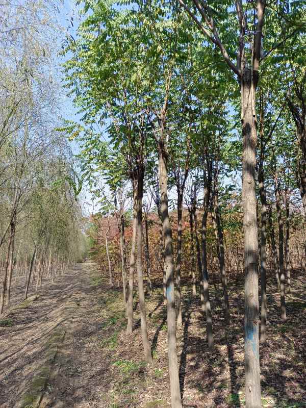 1732857455519158.jpg IMG_20211023_131633.jpg