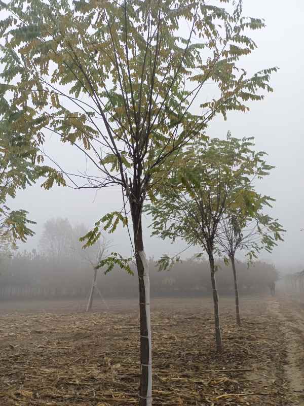 1732857521819246.jpg IMG_20211105_093229.jpg