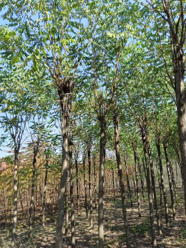 1732857592635678.jpg IMG_20211023_125002.jpg