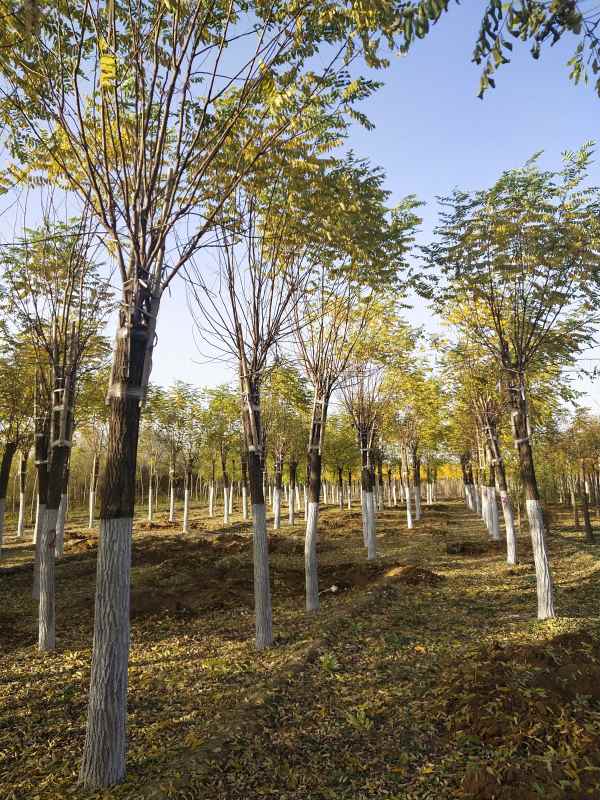 1732857656422066.jpg IMG_20201101_153338.jpg