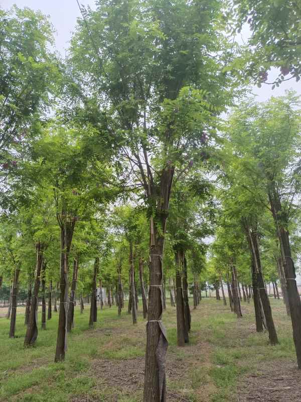 1732857785899994.jpg IMG_20220511_141744.jpg