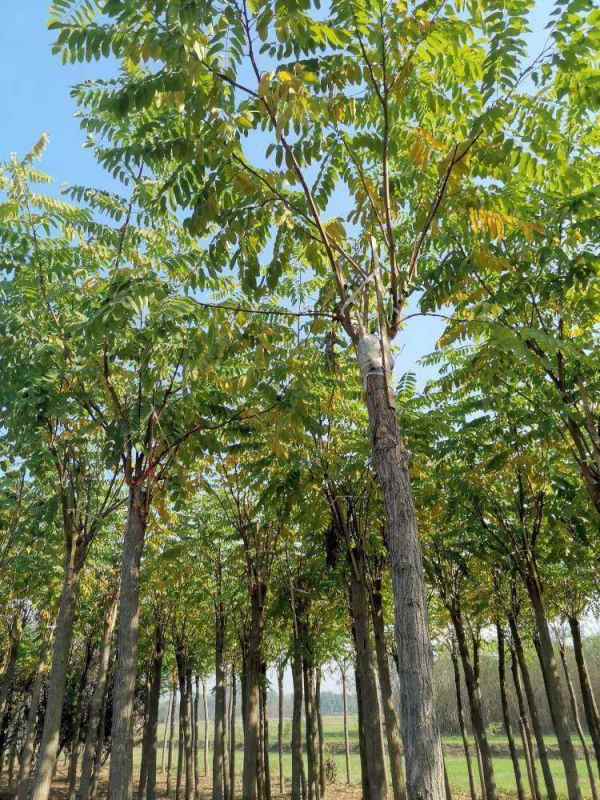 1732857844609633.jpg mmexport1572961099259.jpg