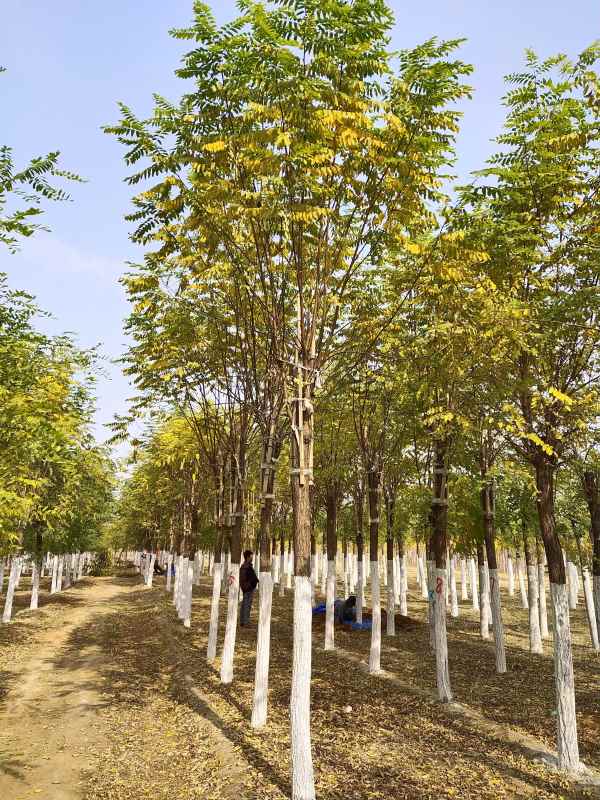 1732860067288472.jpg IMG_20201030_114122.jpg