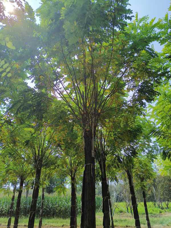 1732860271194830.jpg IMG_20230831_133316.jpg