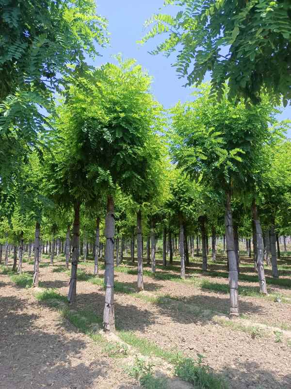 1732860360204641.jpg IMG_20220721_125317.jpg