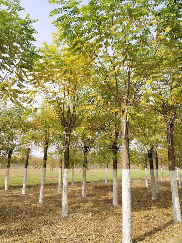 1732860522934540.jpg IMG_20201030_114136.jpg