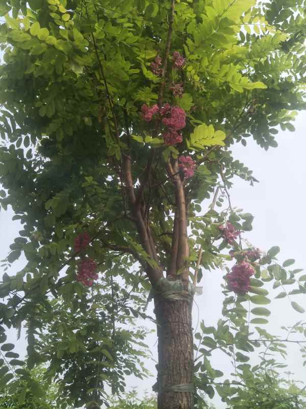 1732860627120503.jpg IMG20180514083406.jpg