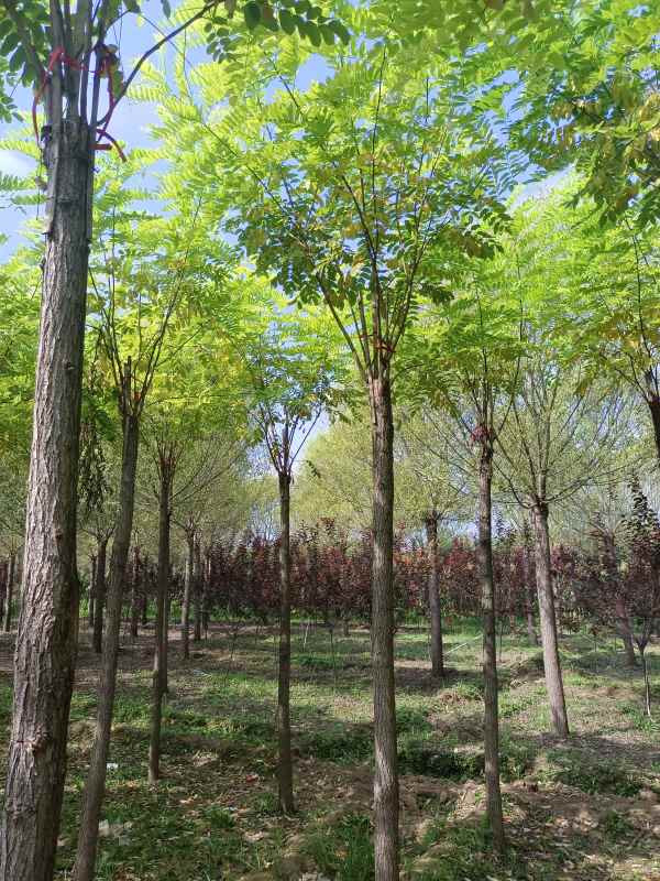 1732860704875683.jpg IMG_20220902_095809.jpg