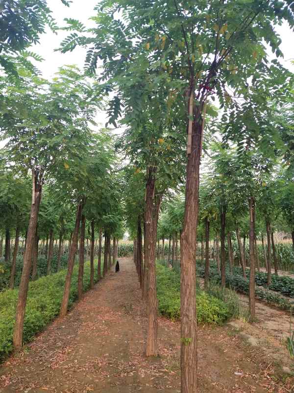 1732860833793940.jpg IMG_20210910_171608.jpg