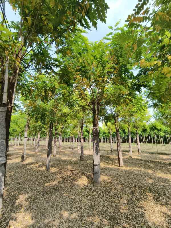 1732860908167633.jpg IMG_20230831_133220.jpg