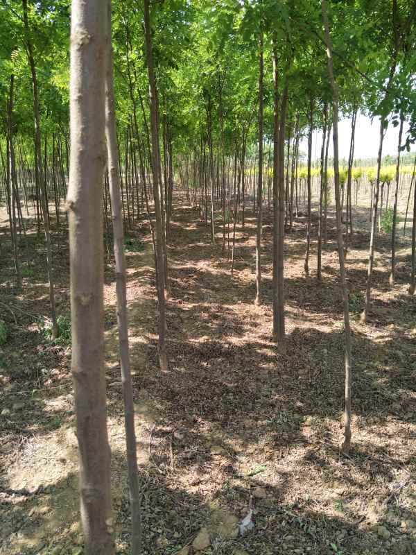 1732860985426138.jpg IMG20170514092522.jpg