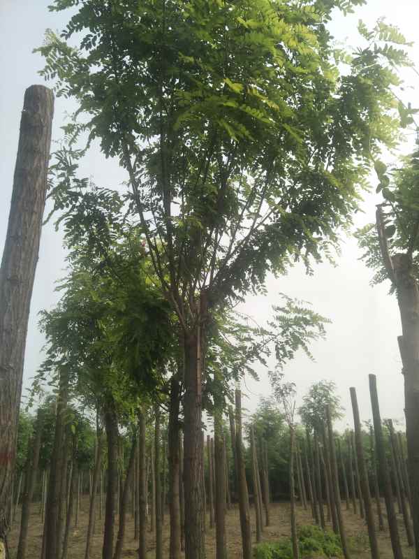 1732861070121722.jpg IMG20180514083322.jpg