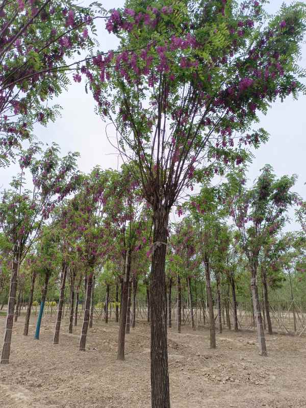 1732861178755780.jpg IMG_20220505_133843.jpg