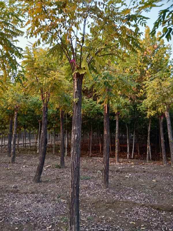 1732861249137163.jpg IMG20181019165229.jpg