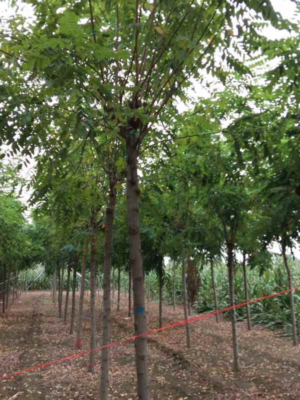 1732861334745510.jpg mmexport1570196482864.jpg