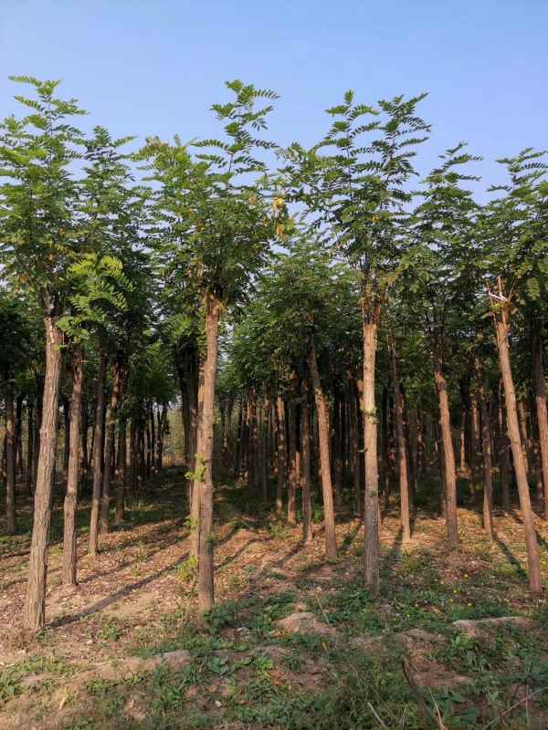 1732861402444062.jpg mmexport1571916835882.jpg