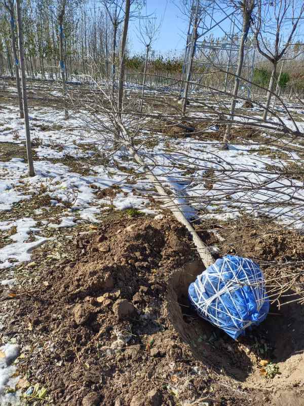 1732938046921293.jpg IMG_20211108_134435.jpg