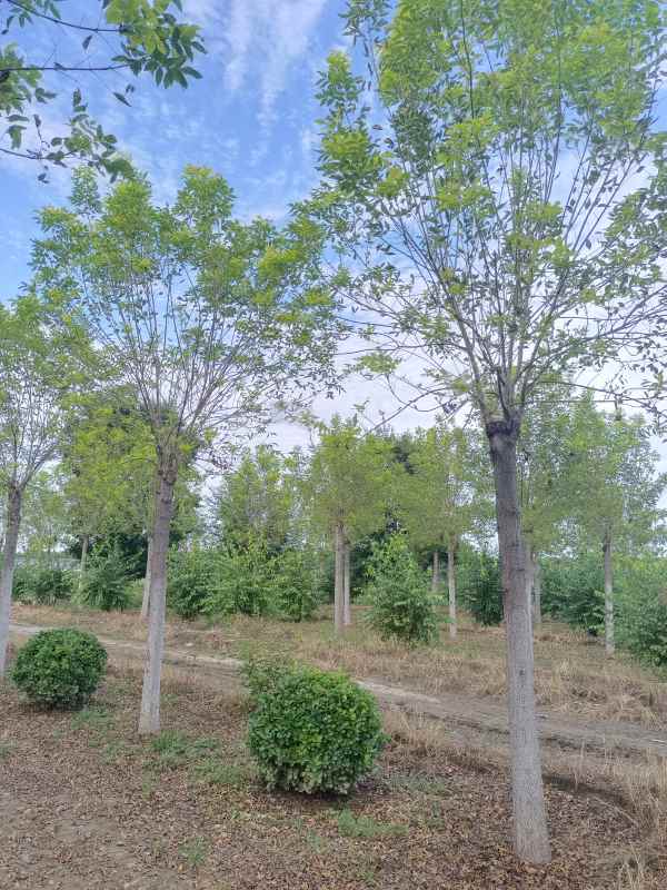 1732938441387151.jpg IMG_20220826_171139.jpg