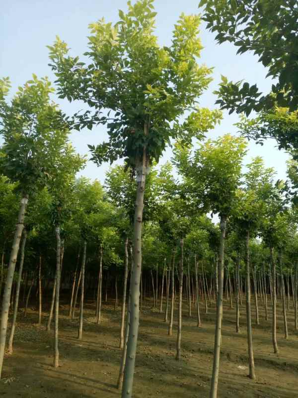 1732946508646468.jpg mmexport1504626589333.jpg