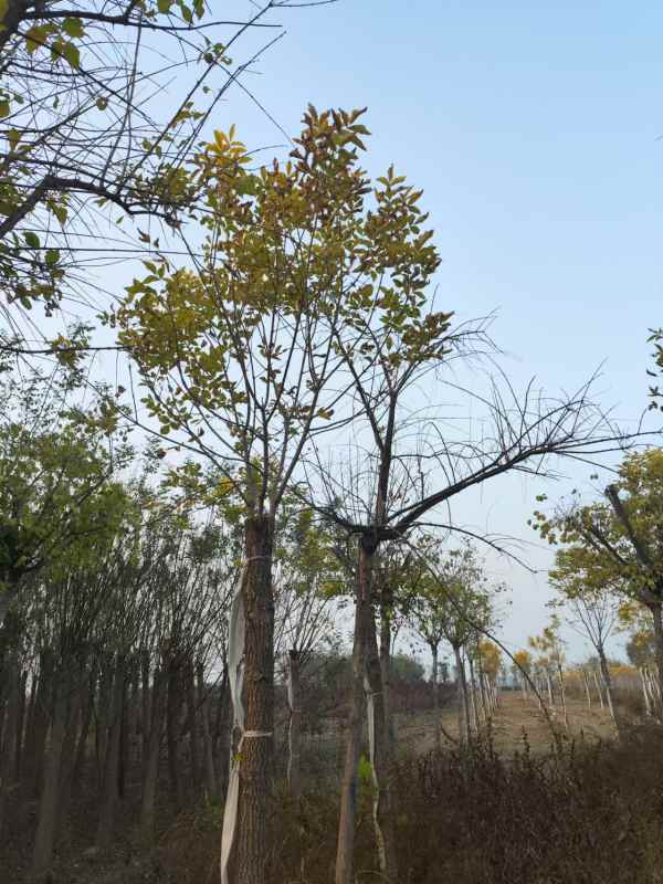 1732946789756035.jpg mmexport1730886548464.jpg