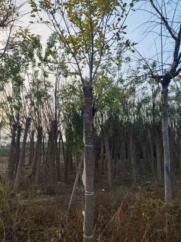 1732946868614537.jpg mmexport1730886545913.jpg