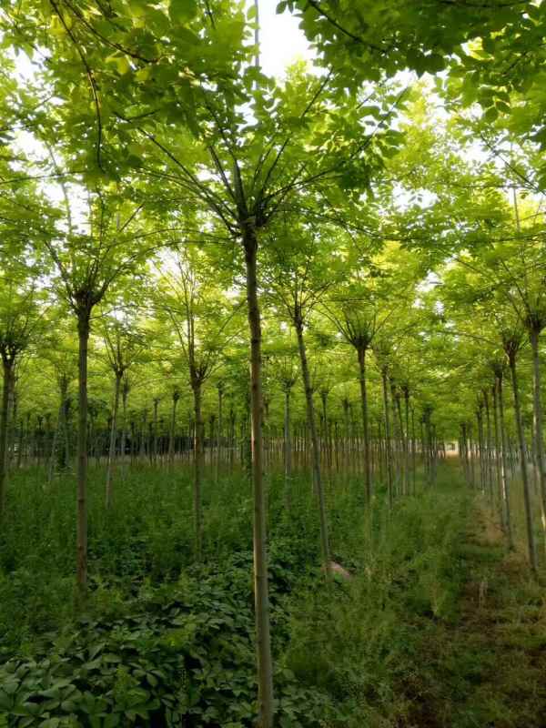 1732947362931651.jpg mmexport1495685937988.jpg