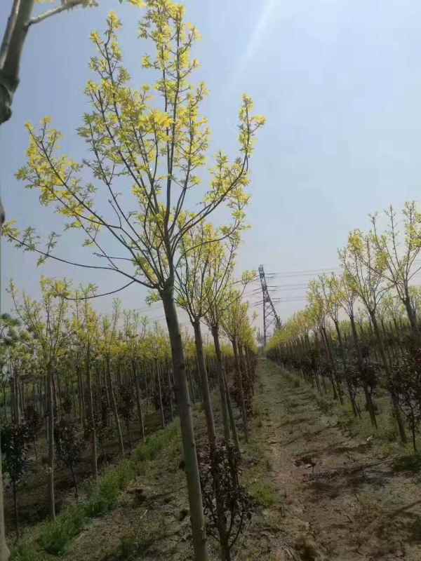 1732947442839919.jpg mmexport1494071571300.jpg