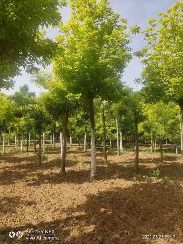 1732947661230526.jpg mmexport1634185056797.jpg