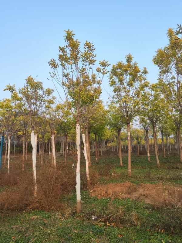 1732947736475006.jpg mmexport1730886505725.jpg