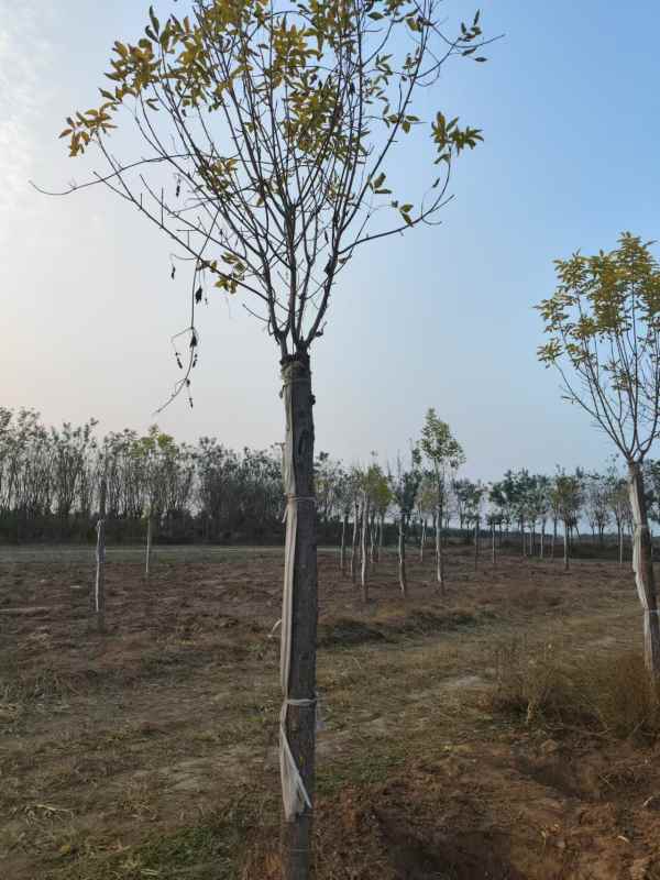 1732947805116790.jpg mmexport1730886531396.jpg