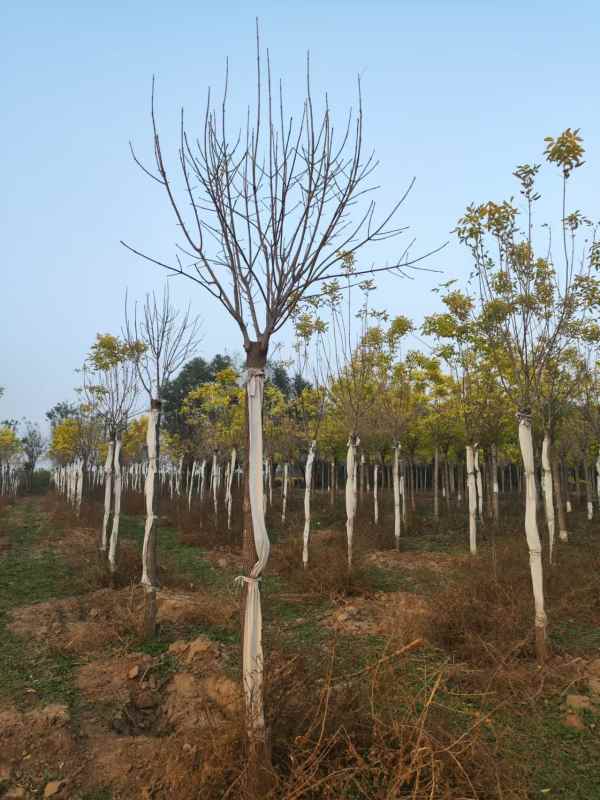 1732947876160473.jpg mmexport1730886524616.jpg