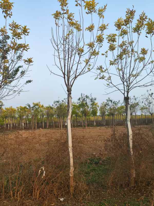 1732948124498948.jpg mmexport1730886510214.jpg