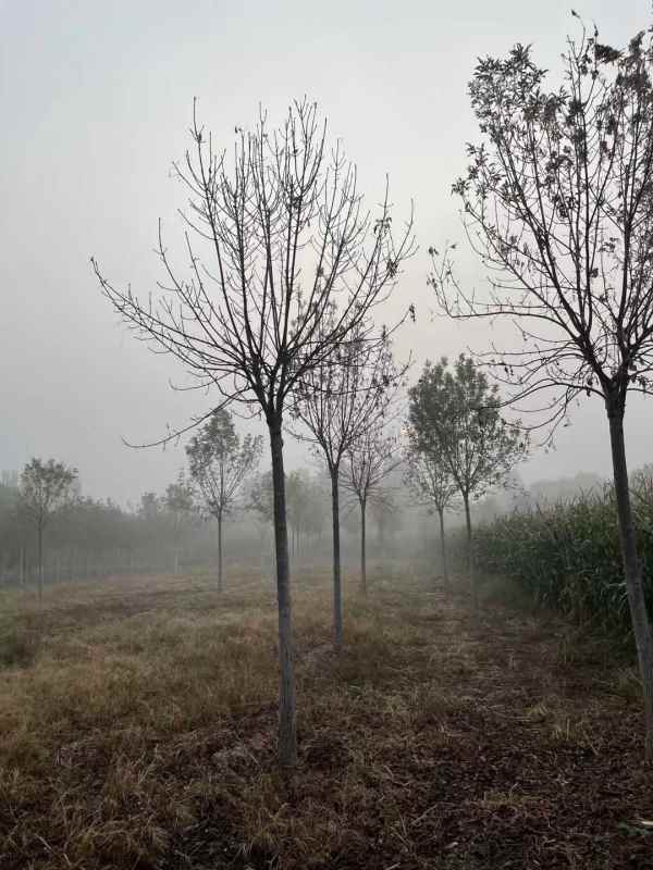 1732948431923313.jpg mmexport1633698752720.jpg