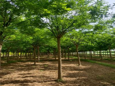 園林綠化新風(fēng)尚：國(guó)槐樹的魅力與栽培技巧