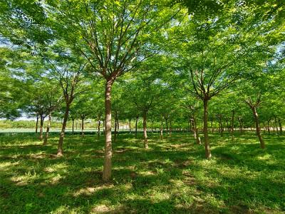 國(guó)槐樹：城市園林綠化的優(yōu)選樹種