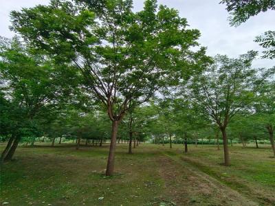 國(guó)槐樹種植：生態(tài)與經(jīng)濟(jì)效益的雙贏選擇