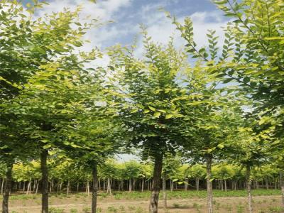 國(guó)槐樹種植：從選苗到管理的全方位解析