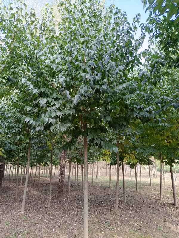 1733037530116875.jpg IMG_20211019_092150.jpg