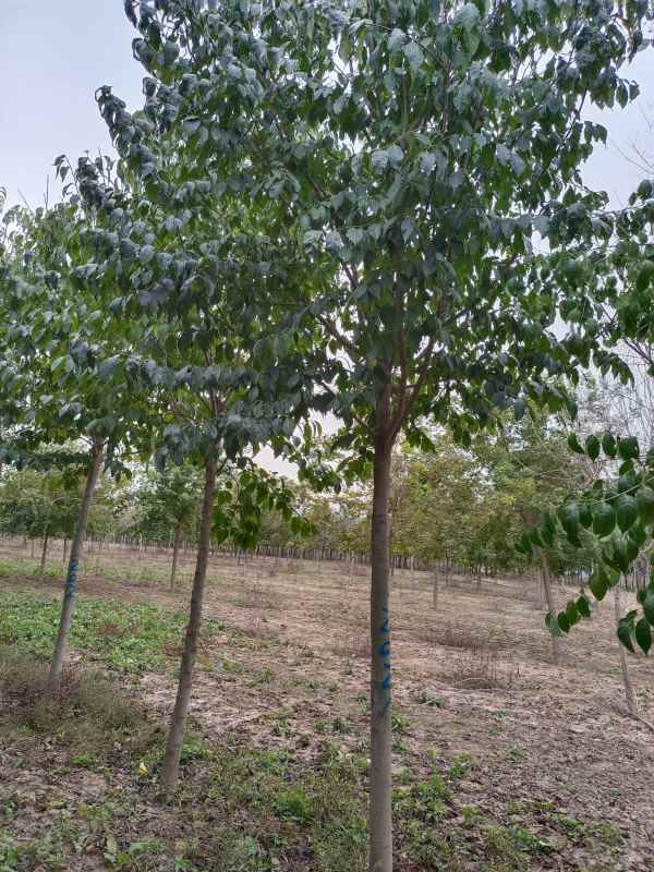 1733037883473982.jpg IMG_20211020_121311.jpg