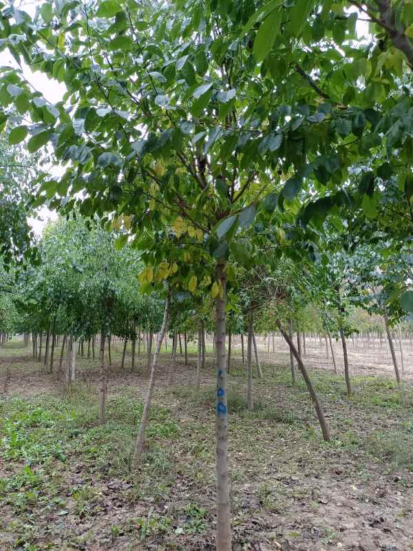 1733038187989862.jpg IMG_20211020_121413.jpg