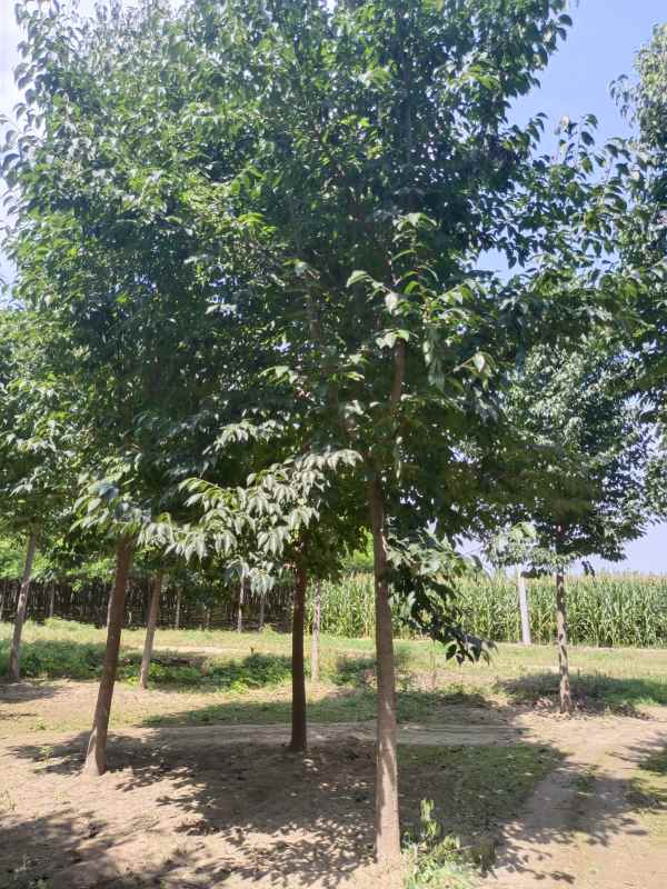 1733038356236150.jpg IMG_20220902_124655.jpg