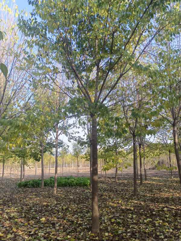 1733039107383551.jpg IMG_20221104_152209.jpg