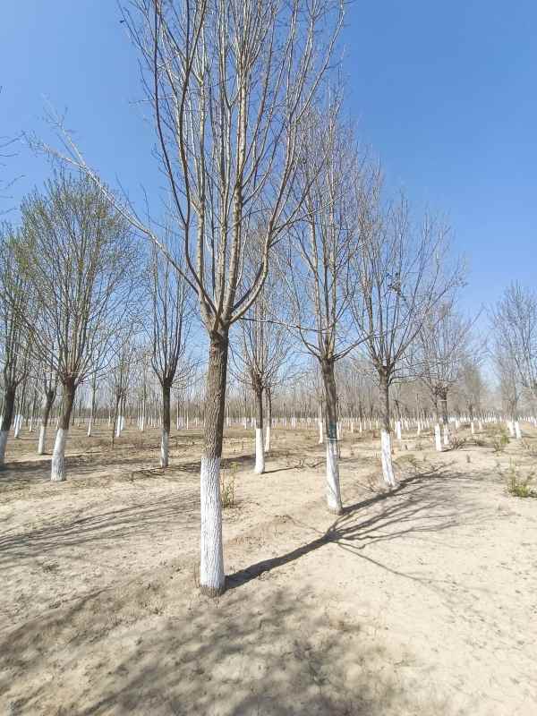 1733039620557732.jpg IMG_20230327_132135.jpg