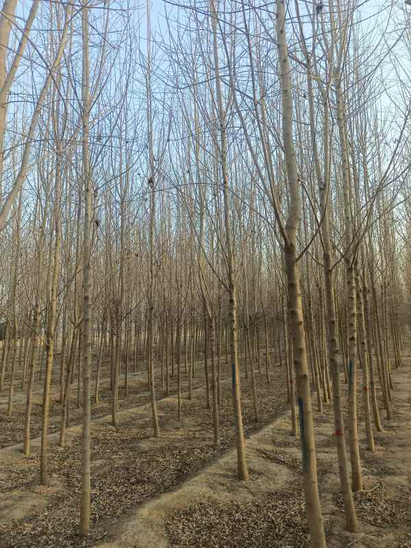 1733039765766912.jpg IMG_20230304_171047.jpg