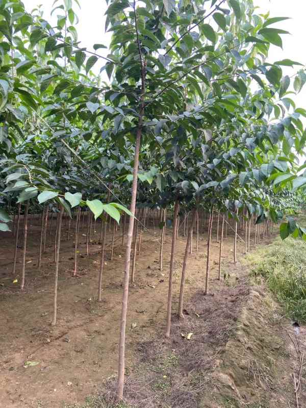 1733040018171175.jpg mmexport1597155708346.jpg