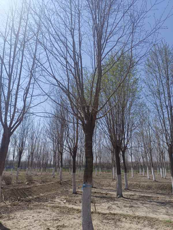 1733040354170093.jpg IMG_20230327_132142.jpg