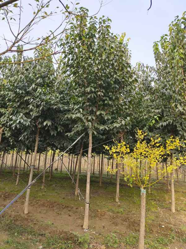 1733040410619368.jpg mmexport1634181690228.jpg