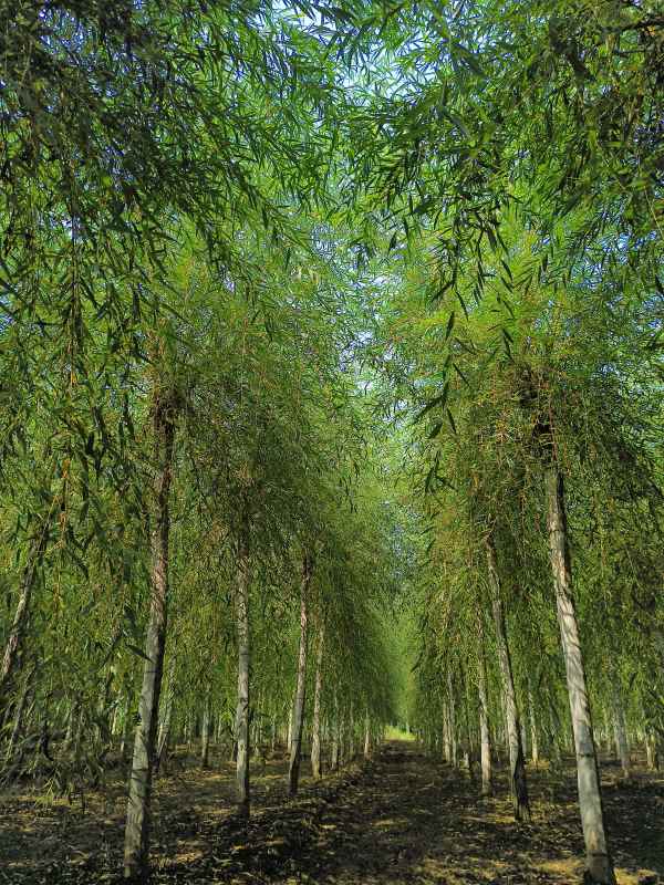 1733117979782317.jpg IMG_20230831_133745.jpg